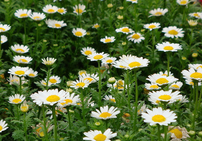 Flos Chrysanthemi Indici Extract Farm Livestock Applications